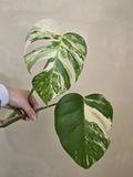 Monstera Albo Variegated 2 Leaves  TOP CUTTING Orchids