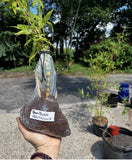 Buddha belly bamboo Valued XL rhizome division Green Plant