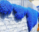 ____ Creeping Thyme Herb Flower Seeds Thymus Serpyllum Ground Cover Blue FS4-100 Flowering Plants