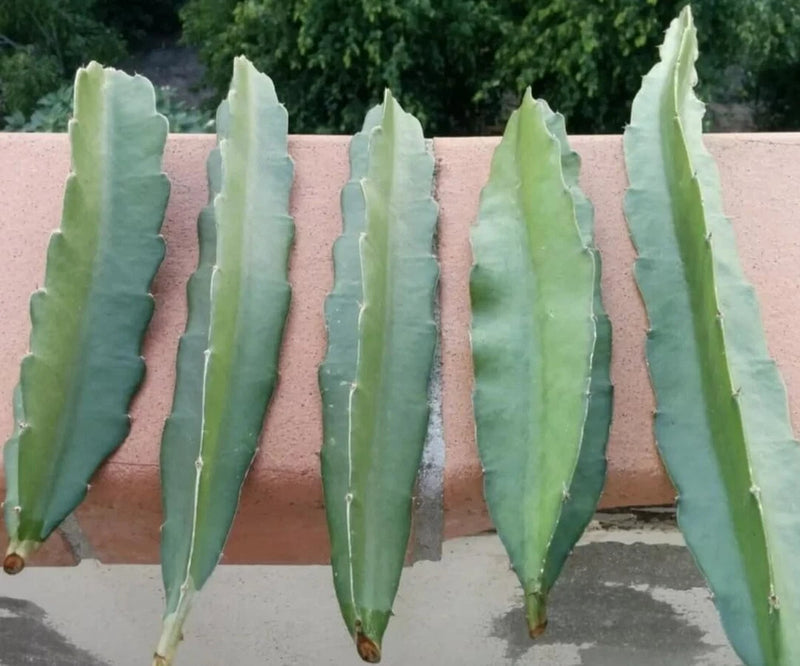 FRESH DRAGON FRUIT CUTTINGS - MULTIPLE VARIETIES - 8" - 12" (1 Cutting) Green Plant