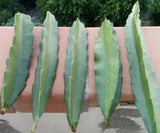 FRESH DRAGON FRUIT CUTTINGS - MULTIPLE VARIETIES - 8" - 12" (1 Cutting) Green Plant