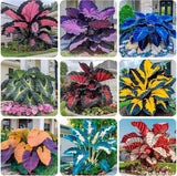 __ 160+ HOSTA SEEDS FOR PLANTING Ð PERENNIAL SHADE PLANT ¥ NON-GMO ¥ HARDY ¥ FRE Lily