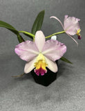 Cattleya - Lc. Maris Magic x Slc. Candy Sparks - Seedling Orchids