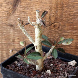 D4709 EUPHORBIA MARNIERAE pot10-H9-W6 cm MaMa Cactus Green Plant