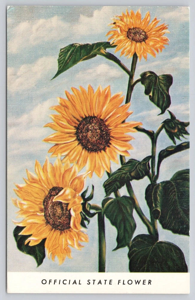 Sunflower state flower Kansas postcard with three orange blooms and official state flower text