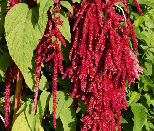 AMARANTHUS LOVE LIES BLEEDING RED Amaranthus Caudatus - 100 Seeds Garden Plants