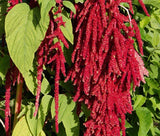 AMARANTHUS LOVE LIES BLEEDING RED Amaranthus Caudatus - 100 Seeds Garden Plants