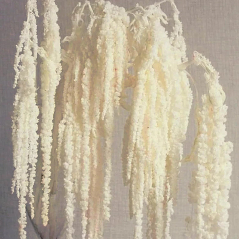 5Pcs Cream White Wisteria Vine Hanging Flowers - Dried Preserved Cream Hangin... Dried Flower