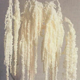 5Pcs Cream White Wisteria Vine Hanging Flowers - Dried Preserved Cream Hangin... Dried Flower