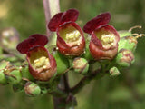 1000 EASTERN FIGWORT (Late Figwort / Carpenters Square) Scrophularia Marilandica Flowering Plants