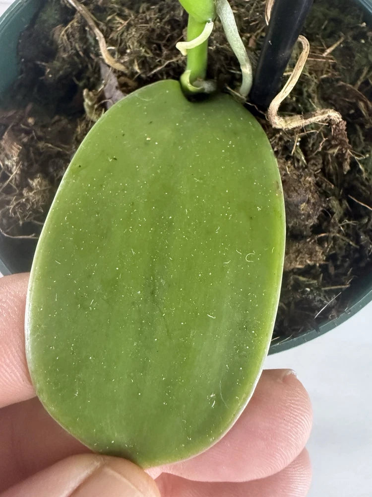 Green orchid leaf with speckled surface