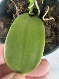 Large Plant 5Ó  Vanilla planifolia Orchid. Typical Green Color Orchids