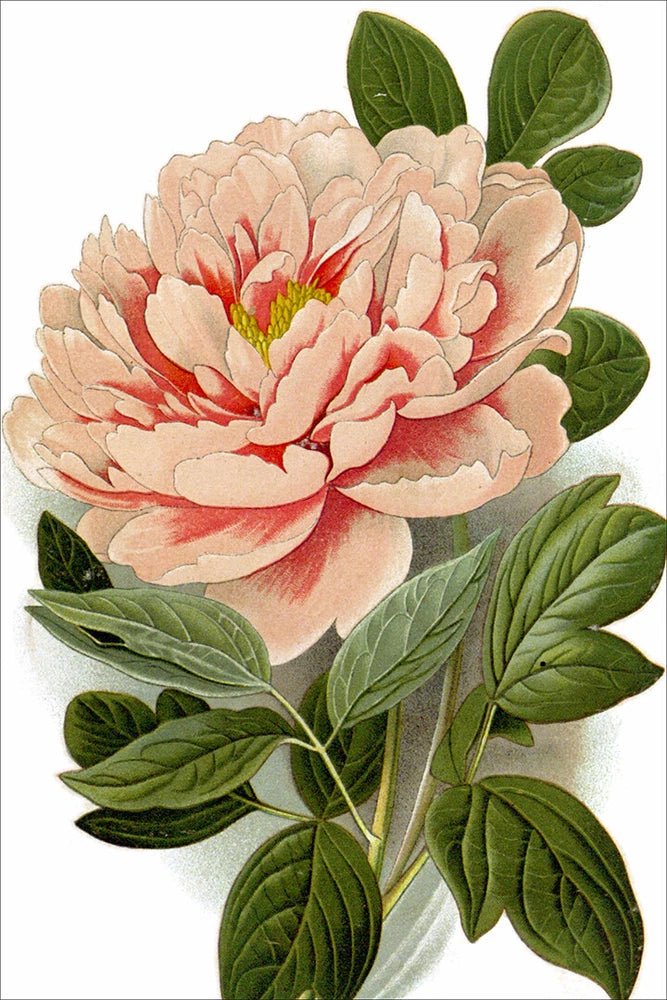 Peony flower wall poster with soft pink blooms, red accents, and green botanical leaves