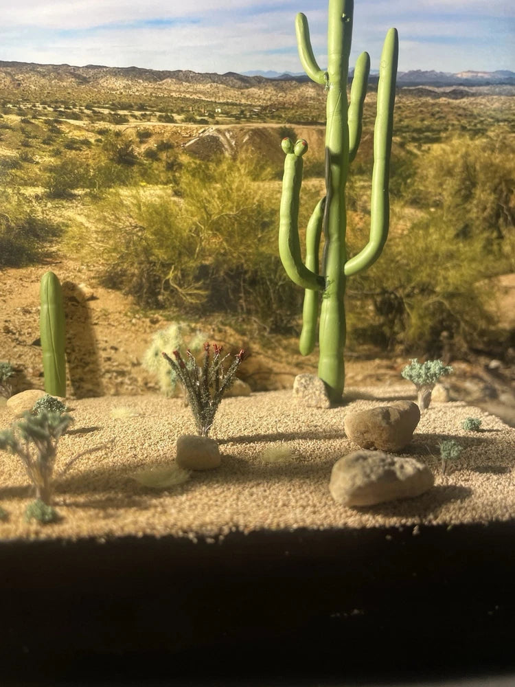 Ho Scale Ocotillo Desert Plant Flowering Plants