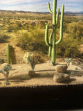 Ho Scale Ocotillo Desert Plant Flowering Plants