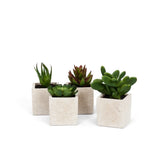 Succulent, 4 inches H, Ivory, 4 Count Green Plant