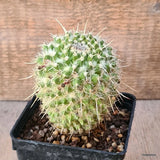 D6433 MAMMILLARIA NEJAPENSIS pot9-H10-W7 cm MaMa Cactus Green Plant