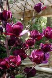 Genie~Magnolia Hybrid Tree~Deep Plum purple Fragrant Blooms! Large 1 Gallon Pot Garden Plants