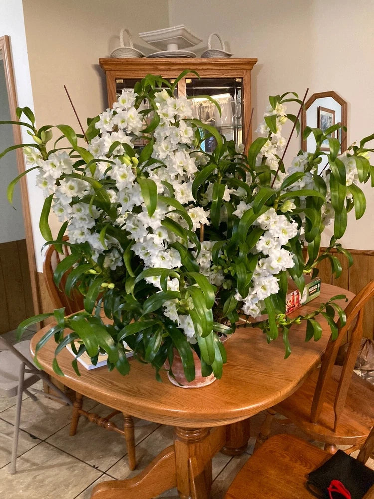 Nobile Dendrobium Spring Dream ' AppollonÕ Orchids