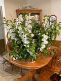 Nobile Dendrobium Spring Dream ' AppollonÕ Orchids