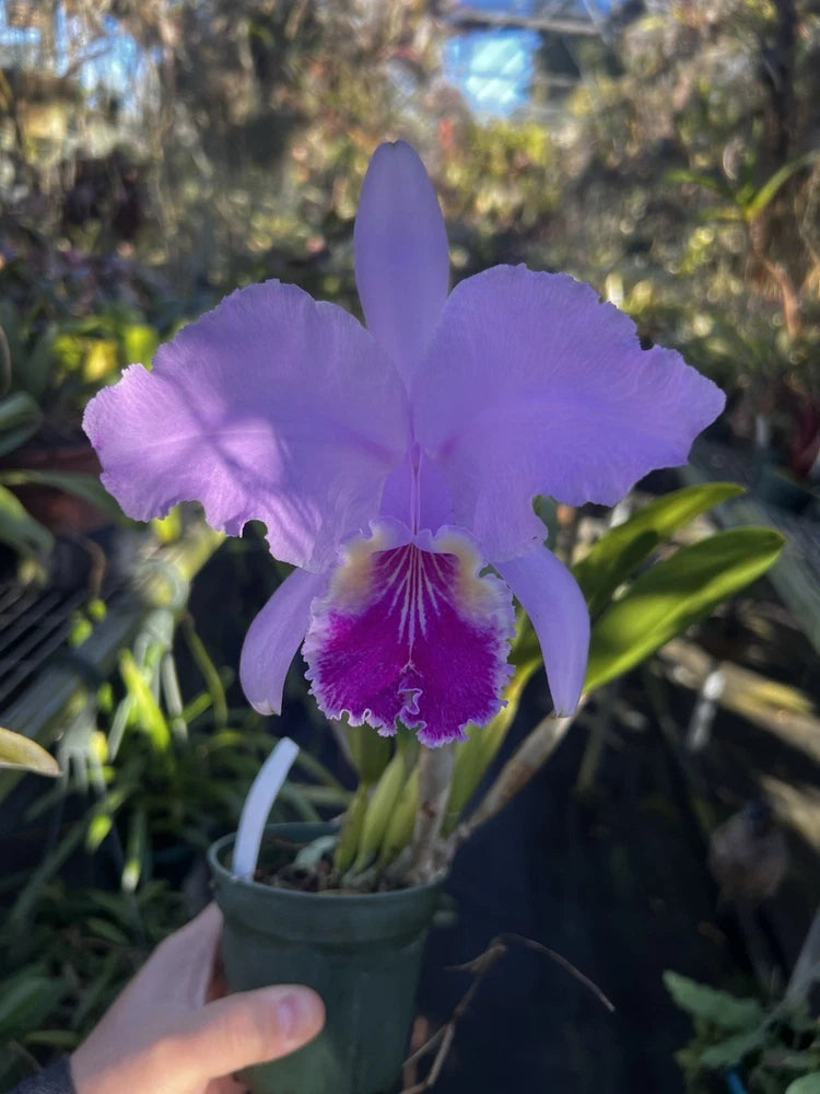 Pink Cattleya orchid in a small pot, purple-pink petals with ruffled center