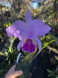 Cattleya Lueddemanniana Crystelle Pink Orchids