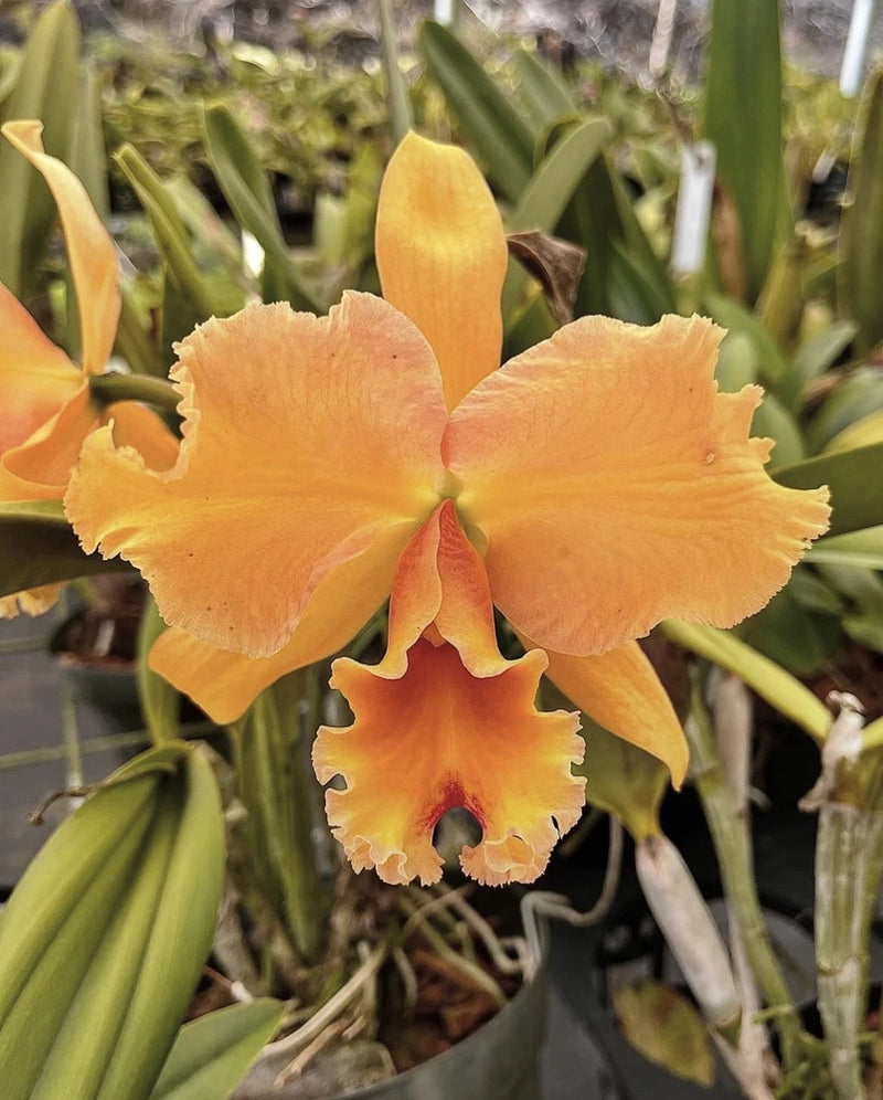 Orange-yellow Cattleya orchid flower with ruffled petals