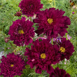 200+ Double Click Cranberries Cosmos Seeds for Garden - USA - FREE SHIPPING! Garden Plants
