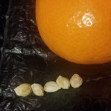 5 Tangerine Orange Seeds for Garden Planting - USA - FAST SHIPPING! Garden Plants