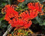 EXOTIC STENOCARPUS SINUATUS firewheel tree @@ rare flowering trees seed 5 SEEDS Orchids