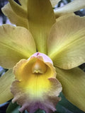 ORCHID PLANTS Key Lime Waikiki Gold 2 stem bare root div Orchids