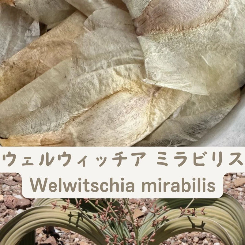 Welwitschia Mirabilis - Fresh & Rare! seeds5/20/50/100pcs Green Plant