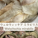 Welwitschia Mirabilis - Fresh & Rare! seeds5/20/50/100pcs Green Plant