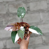 Philodendron Anderson Variegated Ornamental Plant Green Plant