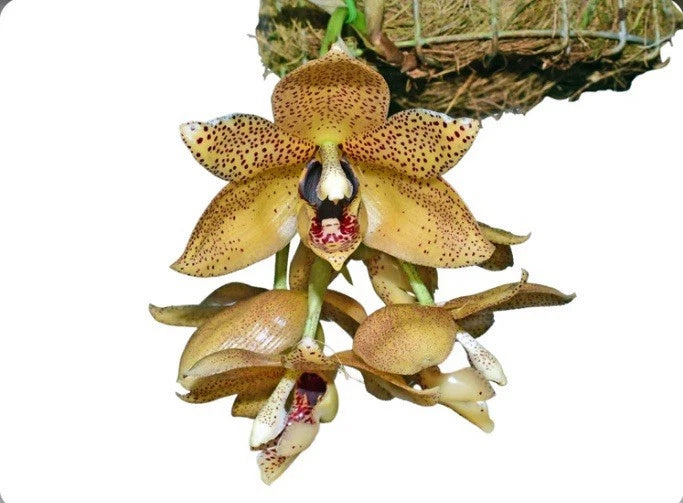 Speckled yellow-brown orchid flowers with buds, mounted in a small basket.
