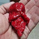 25 + seeds Apocalypse Scorpion  hot pepper garden planting spicy food Garden Plants