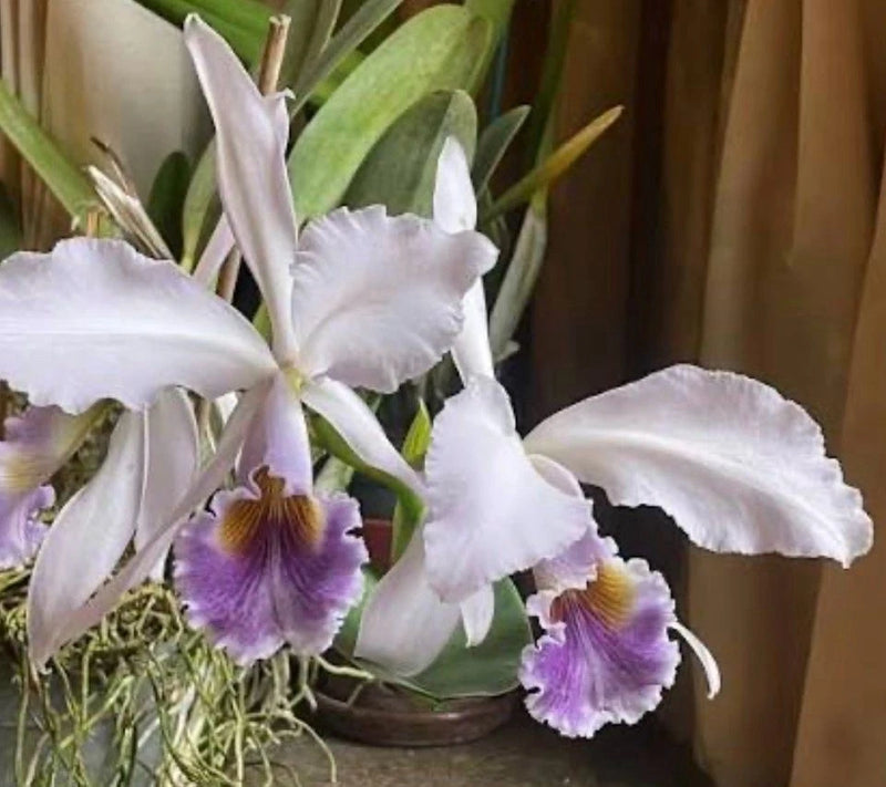 White orchid blossoms with purple throats and ruffled petals, potted