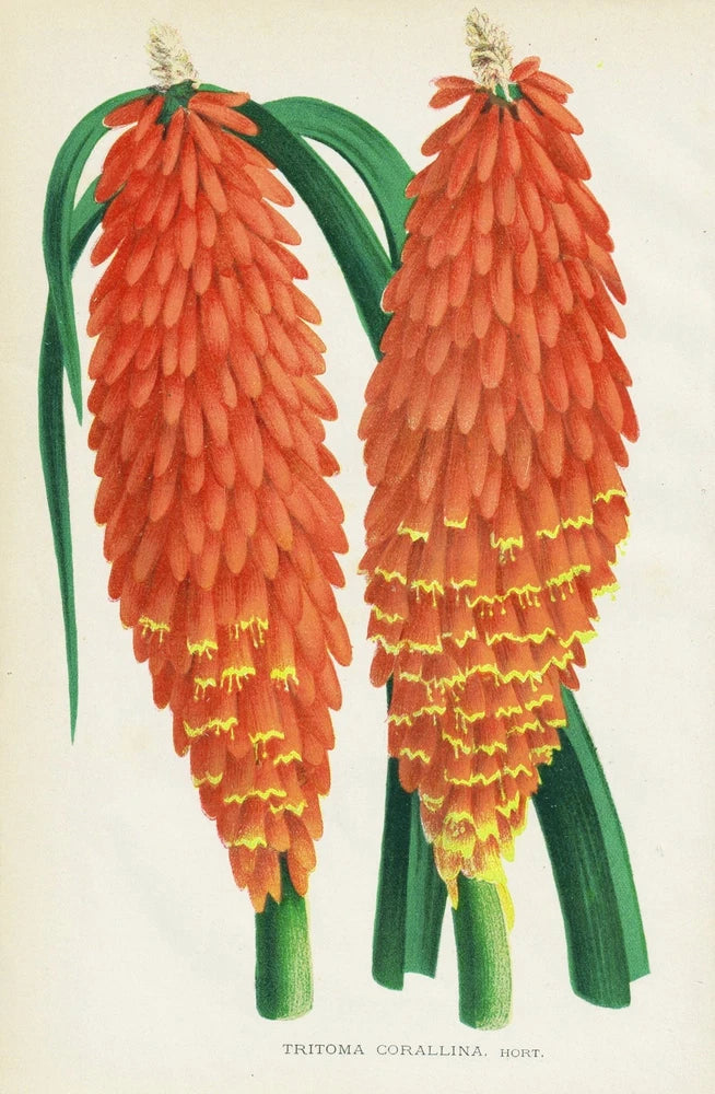 Torch lily torch lily flower flower botany botany lithograph Burvenich 1893 Lily