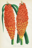 Torch lily torch lily flower flower botany botany lithograph Burvenich 1893 Lily