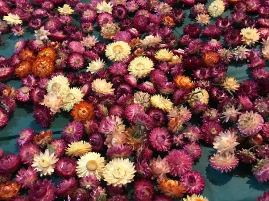 Assorted dried strawflowers mix, small ruffled blooms in maroon, pink, orange and cream