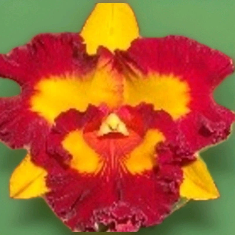 Orchid flower with red and yellow petals, layered blooms