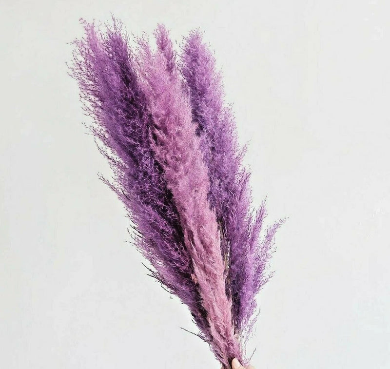 USA SELLER 200 Purple Pampas Grass Seeds Perennial Flowering Ornimental Grasses Pampas Grass