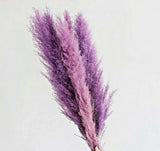 USA SELLER 200 Purple Pampas Grass Seeds Perennial Flowering Ornimental Grasses Pampas Grass