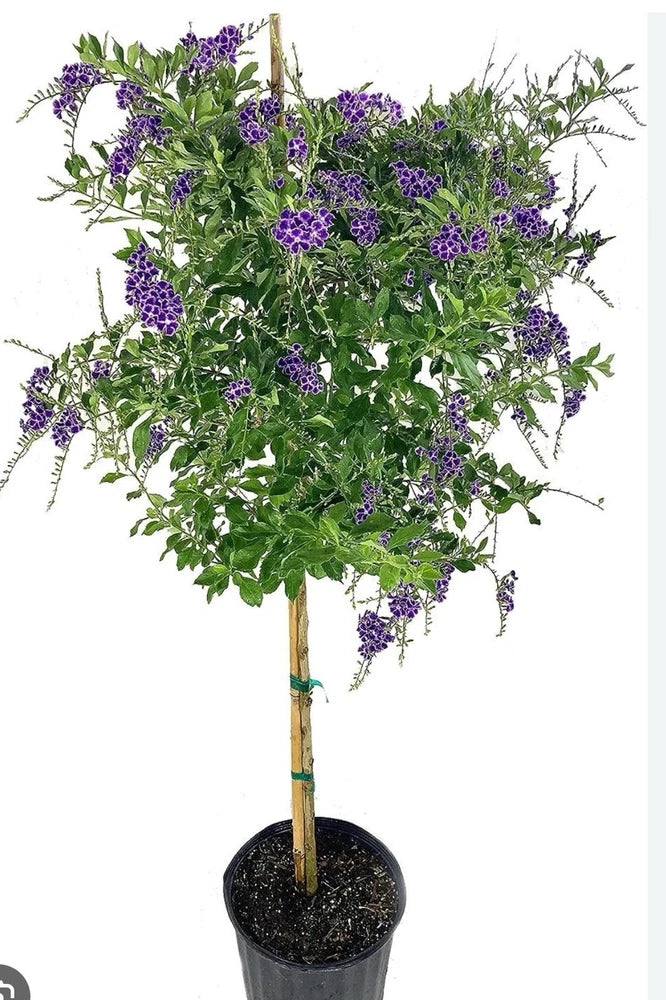 Live duranta plant with purple flowers in 1-gallon black pot