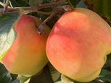 5 Anna Apple STICK CUTTINGS with BUD for GRAFTING or Planting Flowering Plants