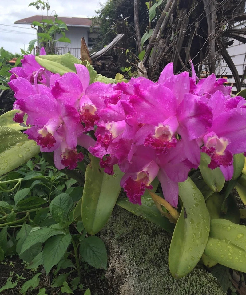 (513-4)   LC.Dorothy Warne 'Favorite'   MS Orchids