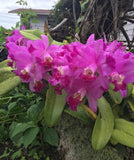 (513-4)   LC.Dorothy Warne 'Favorite'   MS Orchids