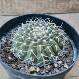 D5738 GYMNOCALYCIUM STELLATUM pot14-H5,5-W9 cm MaMa Cactus Green Plant
