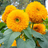 100 Teddy Bear Sunflower Seeds Ð Fluffy Golden Blooms Sunflower