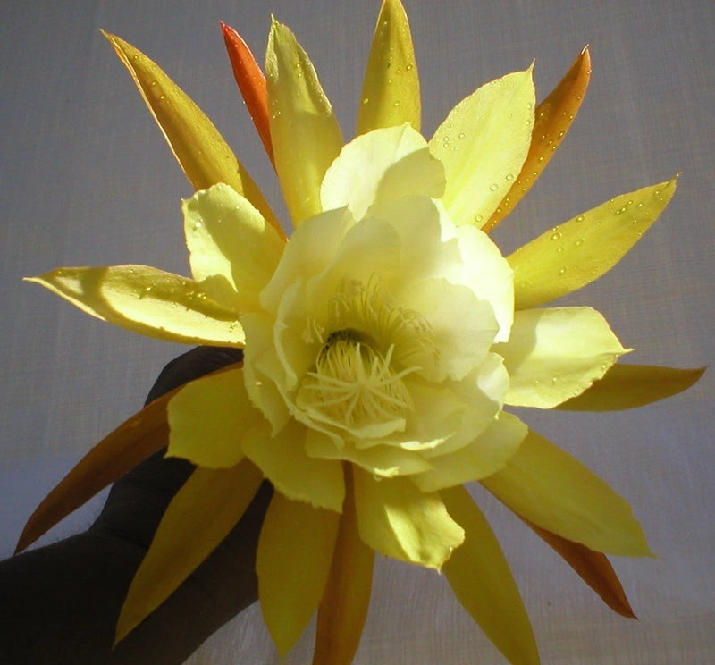 Light yellow orchid cactus flower with many pointed petals and central stamens